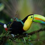 Costa Rica Travel Guide