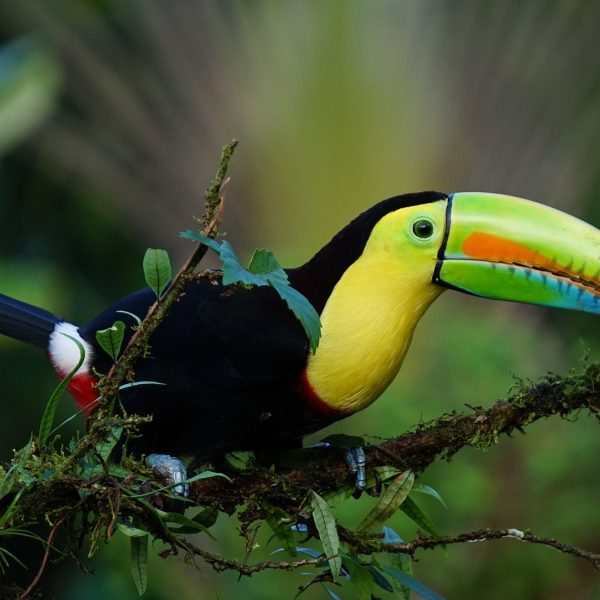 keel billed toucan